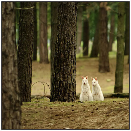 © Indots: Walibies bij Ysselstein, Limburg, Nederland